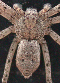 Philodromus praelustris